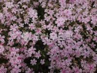 flower, 꽃, petal, wildflower, 들꽃, 사진,이미지,일러스트,캘리그라피 - 영수길작가 크라우드픽 - 저작권 걱정 없는 상업용 이미지