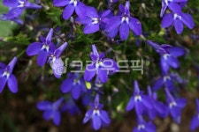 식물, 꽃, plant, flower, 로벨리아, 사진,이미지,일러스트,캘리그라피 - benjamin작가 크라우드픽 - 저작권 걱정 없는 상업용 이미지