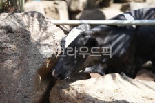 소, 동물, 목장, 자연, 바위, 사진,이미지,일러스트,캘리그라피 - 뤼현작가 크라우드픽 - 저작권 걱정 없는 상업용 이미지