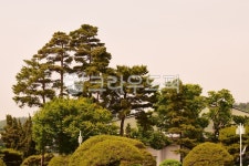 나무, 산, 소나무, 정원, 조경, 사진,이미지,일러스트,캘리그라피 - hong0319작가 크라우드픽 - 저작권 걱정 없는 상업용 이미지