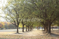 가을, 서울숲공원, 나무, 매화나무, fall, 사진,이미지,일러스트,캘리그라피 - jasmin작가 크라우드픽 - 저작권 걱정 없는 상업용 이미지