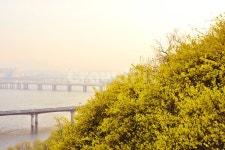 개나리, 응봉산, 개나리동산, 개나리축제, 봄꽃, 사진,이미지,일러스트,캘리그라피 - space작가 크라우드픽 - 저작권 걱정 없는 상업용 이미지