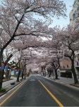 벚꽃, 가로수길, 축제, 봄, 나무, 사진,이미지,일러스트,캘리그라피 - 엄마고래작가 크라우드픽 - 저작권 걱정 없는 상업용 이미지