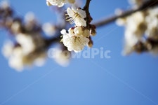 매화, 매실, 매화꽃, 매화나무, 하늘, 사진,이미지,일러스트,캘리그라피 - 자몽 디자인작가 크라우드픽 - 저작권 걱정 없는 상업용 이미지