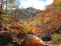 오대산, 선재길, 옛길, 오대산선재길, 오대산옛길, 사진,이미지,일러스트,캘리그라피 - Nyum9214작가 크라우드픽 - 저작권 걱정 없는 상업용... 