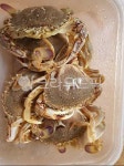 crab, animal, 동물, sealife, 깨다시꽃게, 사진,이미지,일러스트,캘리그라피 - 양파스토리작가 크라우드픽 - 저작권 걱정 없는 상업용 이미지