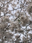 왕벚나무, 대앵화, 님벗나무, 사구라나무, 사꾸라, 사진,이미지,일러스트,캘리그라피 - YOUME작가 크라우드픽 - 저작권 걱정 없는 상업용 이미지