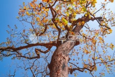 자연, 고목나무, 고목, 가을, 단풍, 사진,이미지,일러스트,캘리그라피 - 서은작가 크라우드픽 - 저작권 걱정 없는 상업용 이미지