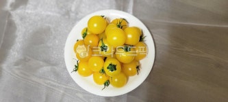 토마토, 노랑토마토, 금방울토마토, 노란토마토, 옐로리타, 사진,이미지,일러스트,캘리그라피 - saraon33작가 크라우드픽 - 저작권 걱정 없는... 