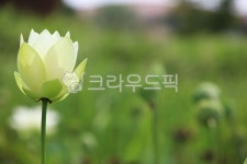 flower, 꽃, petal, 꽃잎, 연, 사진,이미지,일러스트,캘리그라피 - sequin79작가 크라우드픽 - 저작권 걱정 없는 상업용 이미지
