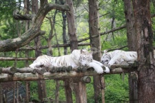 호랑이, 동물원, 동물, 백호랑이, 백호, 사진,이미지,일러스트,캘리그라피 - mstone78작가 크라우드픽 - 저작권 걱정 없는 상업용 이미지