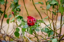 flower, 꽃, rose, 장미, 옥외, 사진,이미지,일러스트,캘리그라피 - studio H작가 크라우드픽 - 저작권 걱정 없는 상업용 이미지