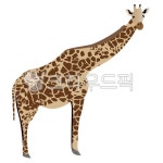 기린, giraffe, wildlife, 야생동물, mammal, 사진,이미지,일러스트,캘리그라피 - 그리미조아작가 크라우드픽 - 저작권 걱정 없는 상업용... 