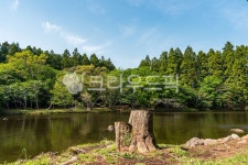treestump, 그루터기, 제주도, 자연, 하늘, 사진,이미지,일러스트,캘리그라피 - aomflash작가 크라우드픽 - 저작권 걱정 없는 상업용 이미지