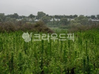 습지, 개천, 개울, 생태공원, 화포천, 사진,이미지,일러스트,캘리그라피 - 채니맘작가 크라우드픽 - 저작권 걱정 없는 상업용 이미지