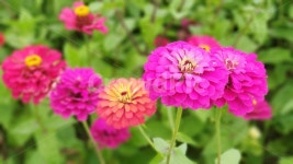 자연, 꽃, 식물, 낮, 숲, 사진,이미지,일러스트,캘리그라피 - Nloopio83작가 크라우드픽 - 저작권 걱정 없는 상업용 이미지