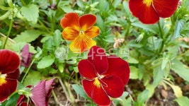 pansy, 팬지, flower, 꽃, petal, 사진,이미지,일러스트,캘리그라피 - wopp2450작가 크라우드픽 - 저작권 걱정 없는 상업용 이미지