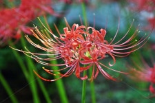 꽃무릇, 상사화류, 석산, 독무릇, 산오독, 사진,이미지,일러스트,캘리그라피 - Deep bLUE작가 크라우드픽 - 저작권 걱정 없는 상업용 이미지