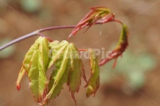 봄, 4월, 녹색, 새순, 붉은, 사진,이미지,일러스트,캘리그라피 - 산너머저쪽작가 크라우드픽 - 저작권 걱정 없는 상업용 이미지