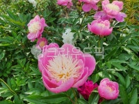 모란꽃, 모란, 강진, 세계모란공원, 야생화, 사진,이미지,일러스트,캘리그라피 - 산토끼작가 크라우드픽 - 저작권 걱정 없는 상업용 이미지