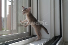 고양이, 아비시니안, 동물, 냥이, 반려동물, 사진,이미지,일러스트,캘리그라피 - 빵굽는건담작가 크라우드픽 - 저작권 걱정 없는 상업용 이미지