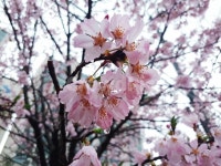 벚꽃, 꽃, 분홍꽃, 분홍벚꽃, 봄비, 사진,이미지,일러스트,캘리그라피 - 어묵작가 크라우드픽 - 저작권 걱정 없는 상업용 이미지