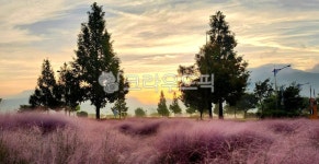 핑크뮬리, 생태공원, 분홍색, 자연, 휴식, 사진,이미지,일러스트,캘리그라피 - 허브향기그림자작가 크라우드픽 - 저작권 걱정 없는 상업용 이미지