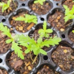 새싹, 싹, 식물, plant, 싹트라, 사진,이미지,일러스트,캘리그라피 - 모먼트111작가 크라우드픽 - 저작권 걱정 없는 상업용 이미지