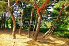 정발산공원, 공원, 숲, 흙, 지면, 사진,이미지,일러스트,캘리그라피 - imlover작가 크라우드픽 - 저작권 걱정 없는 상업용 이미지