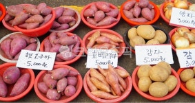 고구마, 감자, 구황작물, potato, sweetpotato, 사진,이미지,일러스트,캘리그라피 - BUSAN OPPA작가 크라우드픽 - 저작권 걱정 없는 상업용... 