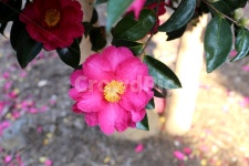 카멜리아, 동백꽃, 카멜리아힐, 분홍색꽃, 꽃, 사진,이미지,일러스트,캘리그라피 - natsu u작가 크라우드픽 - 저작권 걱정 없는 상업용 이미지