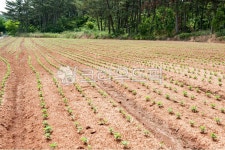 콩밭, 밭, 밭고랑, 초여름, 식물, 사진,이미지,일러스트,캘리그라피 - passion434작가 크라우드픽 - 저작권 걱정 없는 상업용 이미지