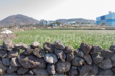 돌담, 제주돌담, 담벼락, 돌담시공, 돌, 사진,이미지,일러스트,캘리그라피 - marine893작가 크라우드픽 - 저작권 걱정 없는 상업용 이미지