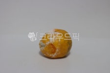 귤, 상한귤, 곰팡이, 과일, 음식, 사진,이미지,일러스트,캘리그라피 - joyfulharu작가 크라우드픽 - 저작권 걱정 없는 상업용 이미지