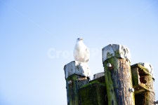 갈매기, 새, 바다, 항구, 오래된항구, 사진,이미지,일러스트,캘리그라피 - Nwinhun2003작가 크라우드픽 - 저작권 걱정 없는 상업용 이미지