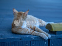 고양이, 길고양이, 동물, 털, 냥냥이, 사진,이미지,일러스트,캘리그라피 - 촬리작가 크라우드픽 - 저작권 걱정 없는 상업용 이미지