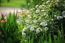 순천만국가정원1호, 테마공원, 자연생태공원, 자연, 옥외, 사진,이미지,일러스트,캘리그라피 - pandora4077작가 크라우드픽 - 저작권 걱정... 