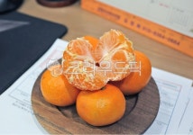 감귤, 제주도감귤, 제주감귤, 감귤체험, 제주도감귤체험, 사진,이미지,일러스트,캘리그라피 - 늑돌이작가 크라우드픽 - 저작권 걱정 없는 상업용...