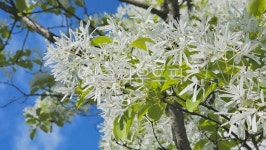 이팝꽃, 여름꽃, 봄꽃, 이팝나무, 이팝, 사진,이미지,일러스트,캘리그라피 - 백화qorghk작가 크라우드픽 - 저작권 걱정 없는 상업용 이미지