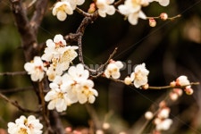 매화, 매화꽃, 매실꽃, 백매화, 흰매화, 사진,이미지,일러스트,캘리그라피 - mooakjae작가 크라우드픽 - 저작권 걱정 없는 상업용 이미지