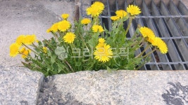 꽃, flower, 민들레, 민들레꽃, 하수구, 사진,이미지,일러스트,캘리그라피 - kearl작가 크라우드픽 - 저작권 걱정 없는 상업용 이미지