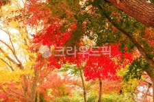 가을, autumn, 단풍, maple, 잎, 사진,이미지,일러스트,캘리그라피 - 고운경작가 크라우드픽 - 저작권 걱정 없는 상업용 이미지