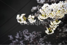 공덕, 벚꽃길, 벚꽃, 경의선숲길, 효창공원역, 사진,이미지,일러스트,캘리그라피 - lliilililiii작가 크라우드픽 - 저작권 걱정 없는 상업용... 