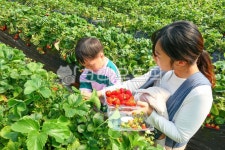 딸기체험, 딸기따기, 딸기따기체험, 딸기밭, 과일, 사진,이미지,일러스트,캘리그라피 - sinsy작가 크라우드픽 - 저작권 걱정 없는 상업용 이미지