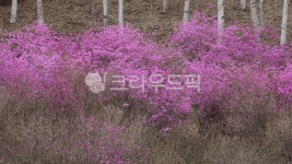 vegetation, 초목, 봄, 진달래, 정선화암약수터의진달래, 사진,이미지,일러스트,캘리그라피 - fotoapple작가 크라우드픽 - 저작권 걱정 없는... 