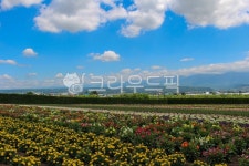 꽃, 나무, flower, tree, outdoors, 사진,이미지,일러스트,캘리그라피 - 부에노작가 크라우드픽 - 저작권 걱정 없는 상업용 이미지