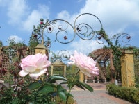 대전, 한밭수목원, 장미원, 장미, 하늘, 사진,이미지,일러스트,캘리그라피 - 별이빛나작가 크라우드픽 - 저작권 걱정 없는 상업용 이미지