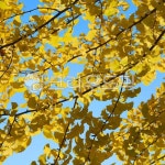 가을, 은행나무, 은행잎, 나무, 노랑, 사진,이미지,일러스트,캘리그라피 - Murphy작가 크라우드픽 - 저작권 걱정 없는 상업용 이미지