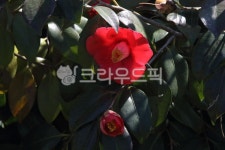 동백나무, camellia, commoncamellia, 동백꽃, camelliajaponical, 사진,이미지,일러스트,캘리그라피 - 산사람작가 크라우드픽 - 저작권... 
