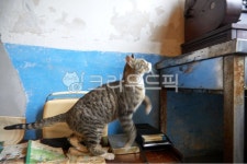 길고양이, 동물, 포유류, 야생고양이, 펫, 사진,이미지,일러스트,캘리그라피 - 포토비작가 크라우드픽 - 저작권 걱정 없는 상업용 이미지